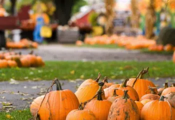 pumpkins in fall 