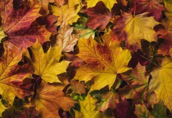 fall colored leaves